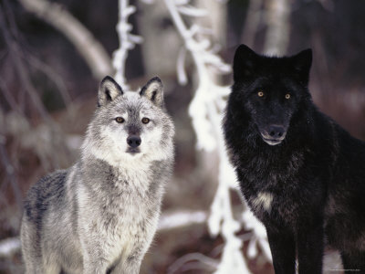  /1010874grey-wolves-showing-fur-colour-variation-canis-lupus-posters.jpg 